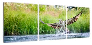 Fotka lovícího orla - obraz (90x30cm)