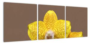 Žlutá orchidej - obraz (90x30cm)