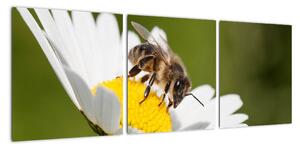 Včela na sedmikrásce - obraz (90x30cm)