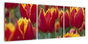 Tulipánové pole - obraz (90x30cm)