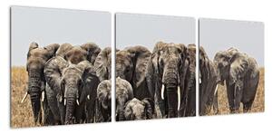 Stádo slonů - obraz (90x30cm)