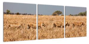 Obraz - smečka lvů (90x30cm)