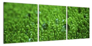 Detail trávy - obraz (90x30cm)