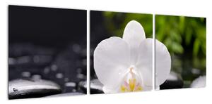 Fotka květu orchideje - obraz auta (90x30cm)