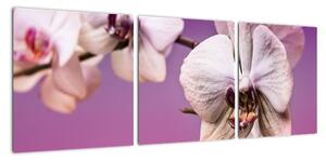 Moderní obrazy - orchidej (90x30cm)
