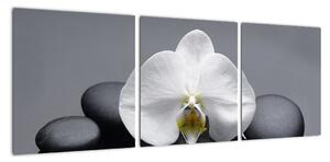 Květ orchideje - moderní obraz (90x30cm)