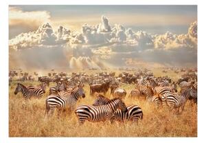 Fototapeta - Zebra Land