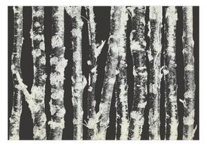 Fototapeta - Stately Birches - Second Variant