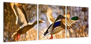 Letící kachny - obraz (90x30cm)