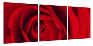 Detail červené růže - obraz (90x30cm)