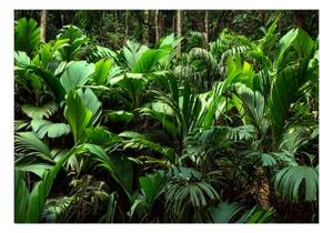 Fototapeta - Freshness of the Jungle
