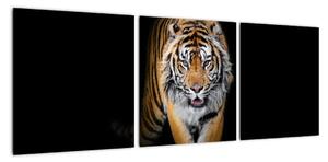 Tygr, obraz (90x30cm)