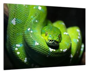 Obraz zvířat - had