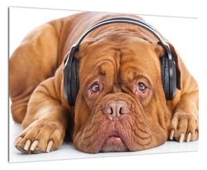 Moderní obraz - pes se sluchátky