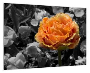 Oranžový květ na černobílém pozadí - obraz
