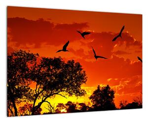 Obraz zapadajícího slunce s ptáky