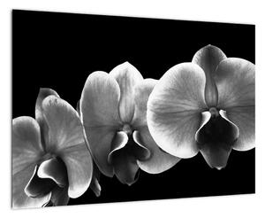 Černobílý obraz - orchidej