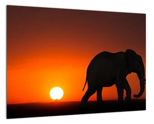 Obraz slona v zapadajícím slunci