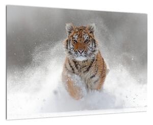 Obraz běžícího tygra