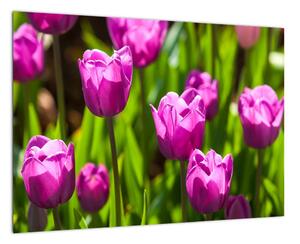 Obraz kvetoucích tulipánů