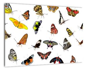 Obrazy motýlů