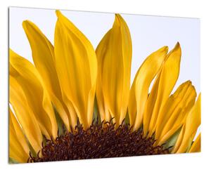 Obraz květu slunečnice