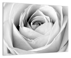 Černobílý obraz růže