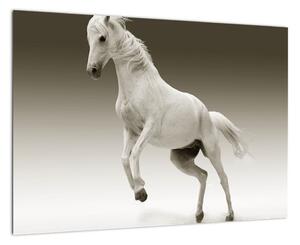 Obrazy bílého koně