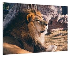 Obraz - ležící lev