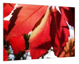 Obraz červených listů