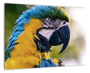 Obraz - papoušek