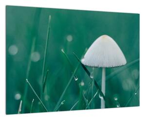 Obraz houby v trávě