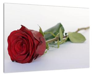 Obraz rudé růže