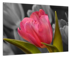 Obraz červeného tulipánu na černobílém pozadí