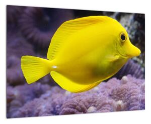 Obraz - žluté ryby