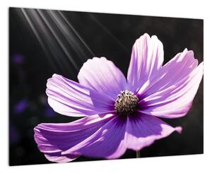 Obraz fialového květu