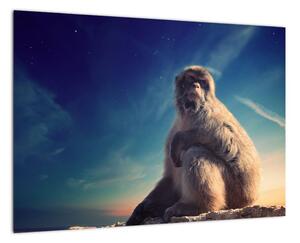 Obraz opice - obrazy zvířat