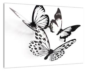 Obraz motýlů