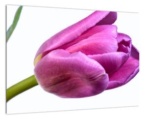 Obraz růžového tulipánu