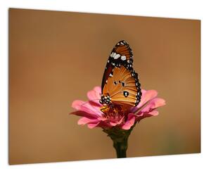 Obraz motýla
