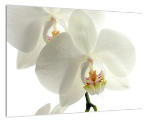 Obraz orchideje