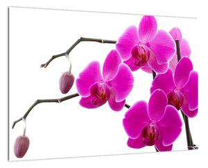 Obraz orchidejí na zeď