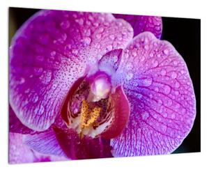 Obraz orchideje