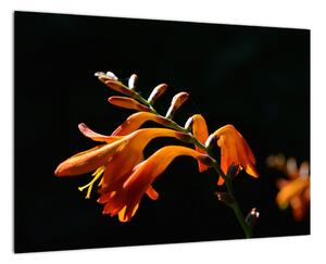 Obraz detailu květiny