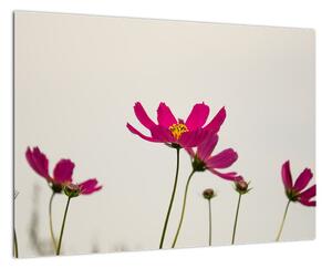 Obraz květin na stěnu