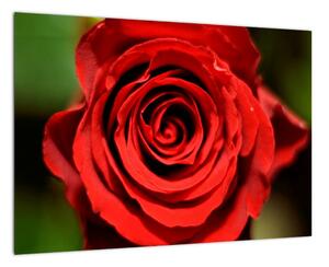 Obrázek růže
