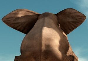 Malvis Zábavný slon Velikost (šířka x výška): 120x60 cm