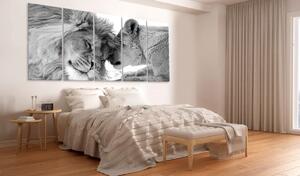 Pětidílný obraz Lvi-černobílý + háčky a hřebíčky ZDARMA Velikost (šířka x výška): 125x50 cm