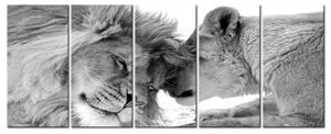 Malvis Vícedílný obraz - lví láska Velikost: 125x50 cm