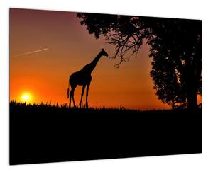Obraz žirafy v přírodě